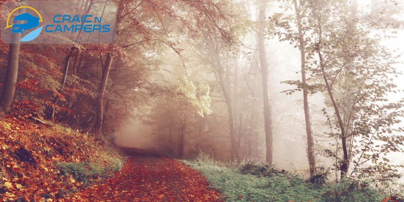 Leafy, foggy forest autumnal colours, beautiful scenery of leaves changing colours