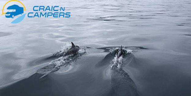 whale watching in Ireland