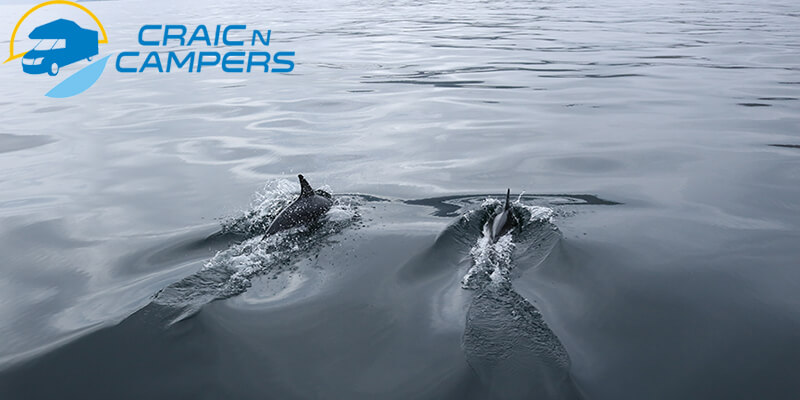 whale watching in Ireland