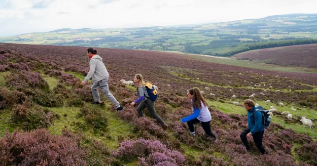 Mountain, Trail, Wicklow Mountains, Co Wicklow